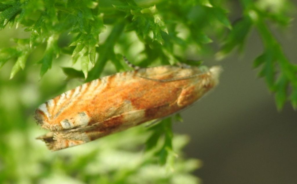 Richiesta ID Eucosma... ?? - Eucosma cfr. fulvana (Tortricidae)